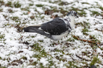 Dove on green grass covered in snow
