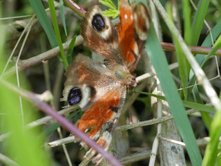 butterfly insect in the grass
