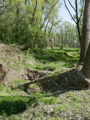 wetland near River Po in Carignano