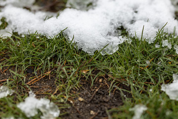 Snow is melting on the green grass.