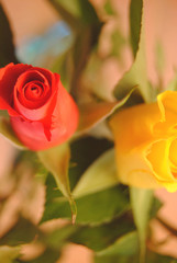 Rosa roja y rosa amarilla en vista cenital con fondo desenfocado