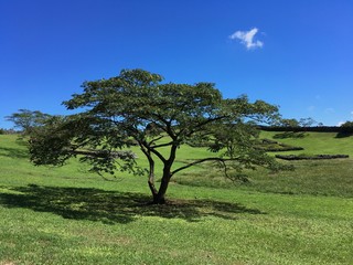 Obraz premium Korea Jeju Island Park Landscape with sunshine forest nature blue sky cloud green plants tree and road
