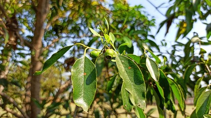 Sandalwood Fruits and Leaves Early Summer Selectively Right side Focused
