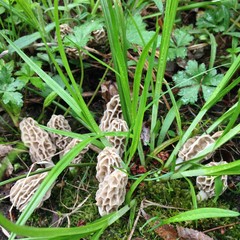 Awesome find morel mushroom hunting