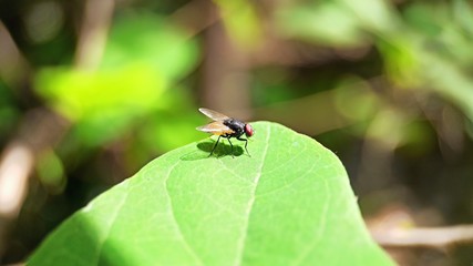 A Housefly sittiing on leaf Macro Shot with Blurred Background