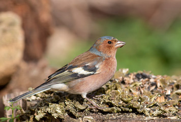 Common Chaffinch sitting on the ground