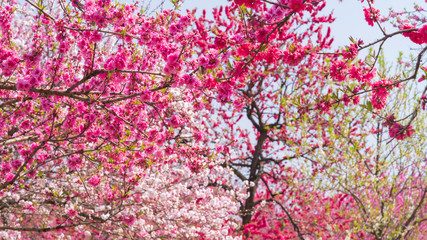 Obraz premium 桃 満開