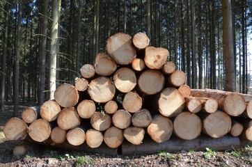 Baumholz - Baumstämme lagern im Wald - Fortswirtschaft