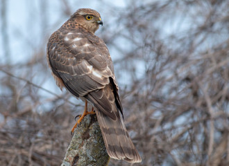 Northern Sparrowhawk sitting on concrete pole