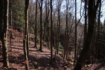 Oberfränkischer Wald im Frühling