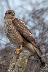 Northern Sparrowhawk sitting on concrete pole