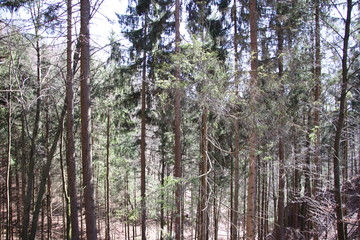 Fototapeta premium Oberfränkischer Wald im Frühling