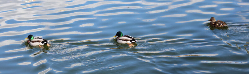 ducks on pond water in spring park