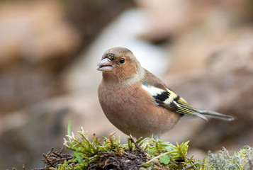 Common Chaffinch sitting on the ground