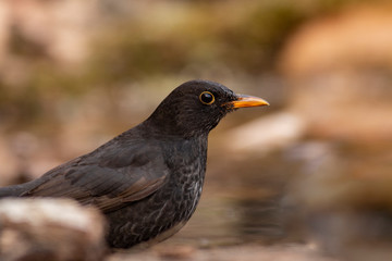 Blackbird sitting on the ground