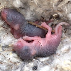 Two newborn baby mice in nest