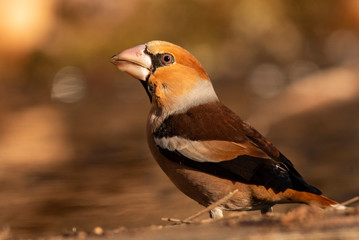 Hawfinch bird drink water