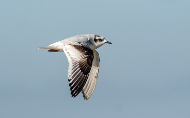 Little Gull in winter plumage flying