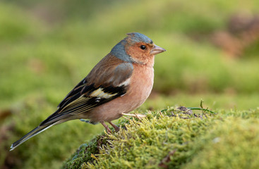 Common Chaffinch sitting on the ground
