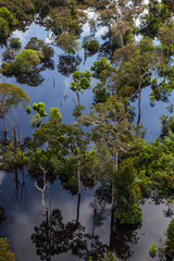 Fototapeta na wymiar Details of the Amazon rainforest in times of river flooding.