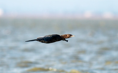 Pygmy Cormorant flying over water