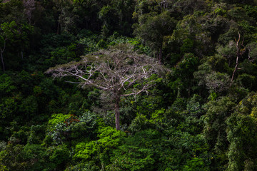 A typical tree of the Amazon rainforest.