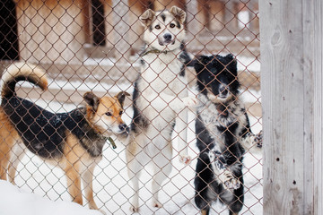 Miserable Outbred dog in a shelter in a cage.