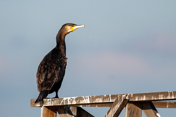 Great Cormorant in to the winter season