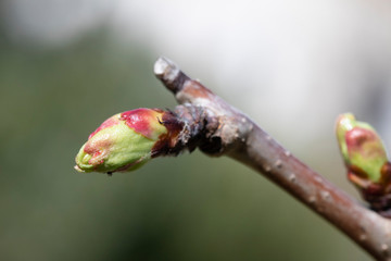 Bourgeon de cerisier