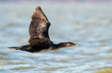 Great Cormorant in to the winter season