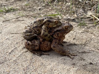 toad on rock