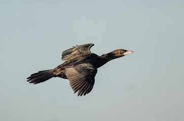 Pygmy Cormorant flying over water