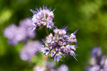 Blühende Phacelia mit Biene