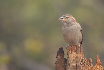 House sparrow in the backyard