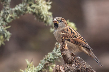 House sparrow in the backyard