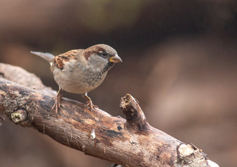 House sparrow in the backyard