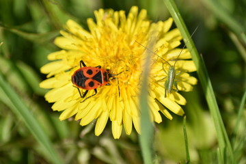 Feuerkäfer und Sichelschrecke auf Löwenzahnblüte