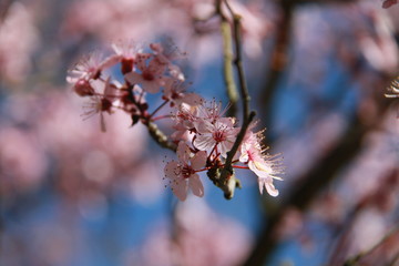 beautiful cherry blossom flowers in blue sky 