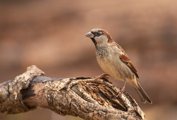 House sparrow in the backyard