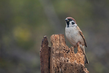 Tree sparrow perch on branch on dark background