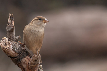 House sparrow in the backyard