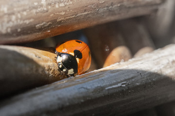 ladybug on a wood background