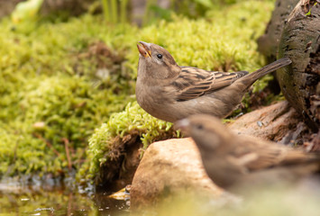 House sparrow in the backyard