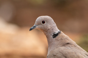 Collared Dove sitting on branch in backyard