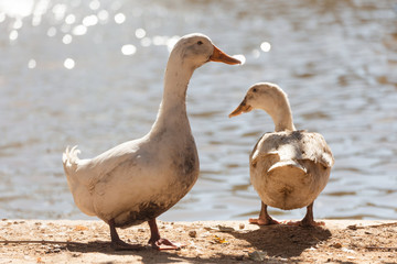 two dirty white ducks stand next to a pond or lake with bokeh background. male and female duck is in the breeding season in the rural farm. agriculture and animal farm concept.