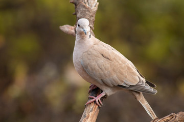 Collared Dove sitting on branch in backyard