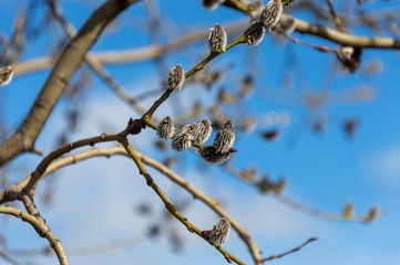 branch of willow on background of blue sky