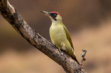 Green woodpecker sitting on branch with nice autumn background