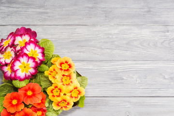 primroses are the first flowers that bloom in early spring, on a wooden background and a place for the inscription. gift. Mother's day.