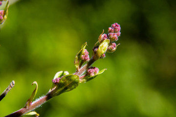 flower bud
